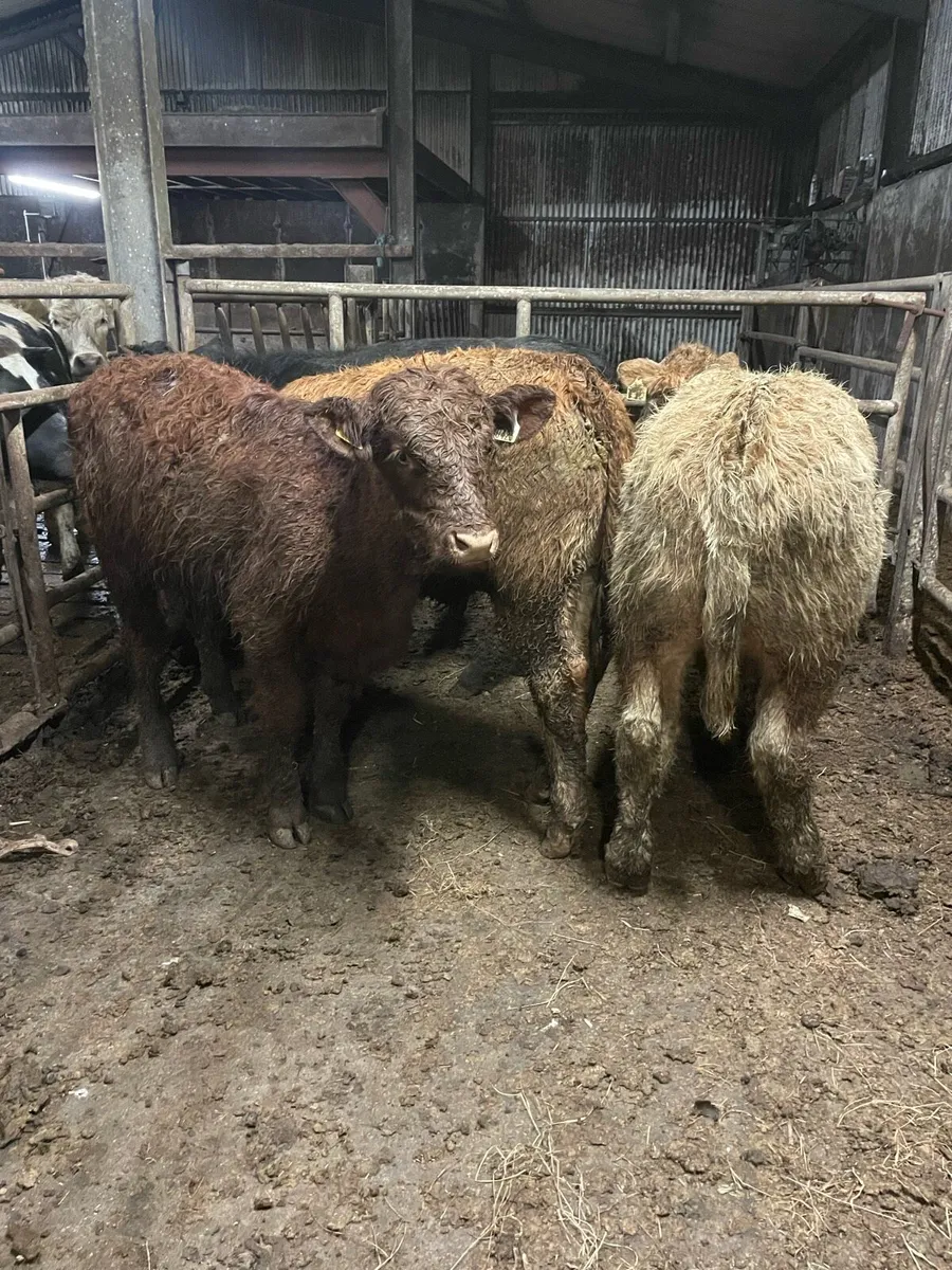 4 super bull/bullock Weanlings Charolais/limousine - Image 2