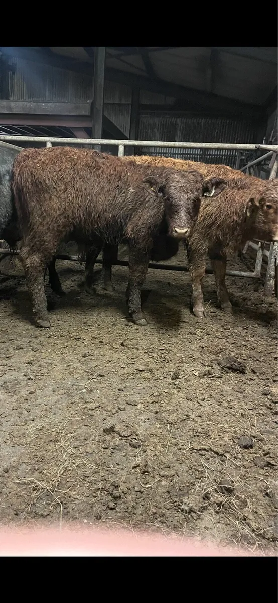 4 super bull/bullock Weanlings Charolais/limousine - Image 3