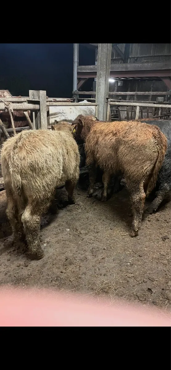 4 super bull/bullock Weanlings Charolais/limousine - Image 4