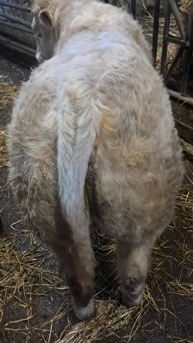 Pedigree Fiston charlaois bull - Image 4