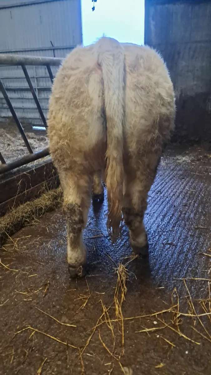 Pedigree Fiston charlaois bull - Image 2