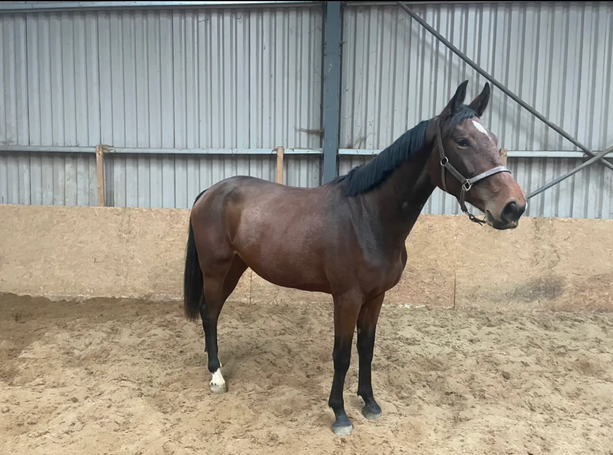 2023 VDL Glasgow Filly - Image 1