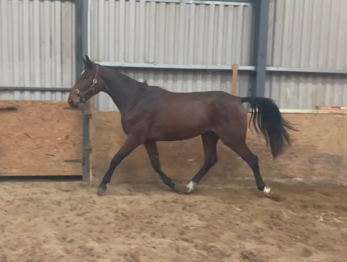 2023 VDL Glasgow Filly - Image 2
