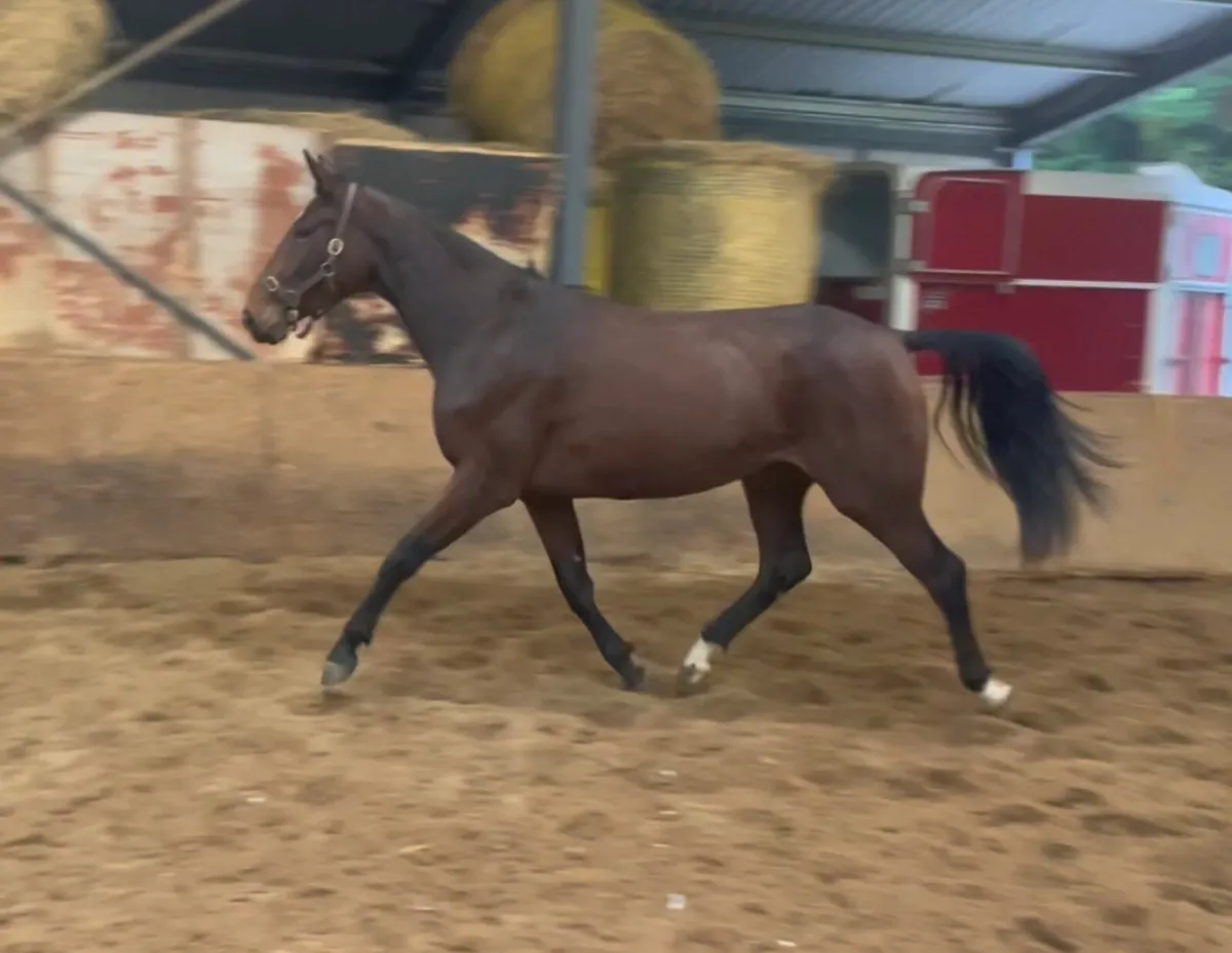 2023 VDL Glasgow Filly - Image 3