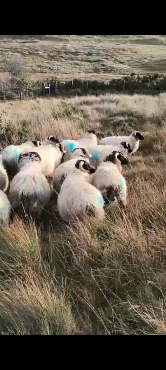 Blackface mountain rams