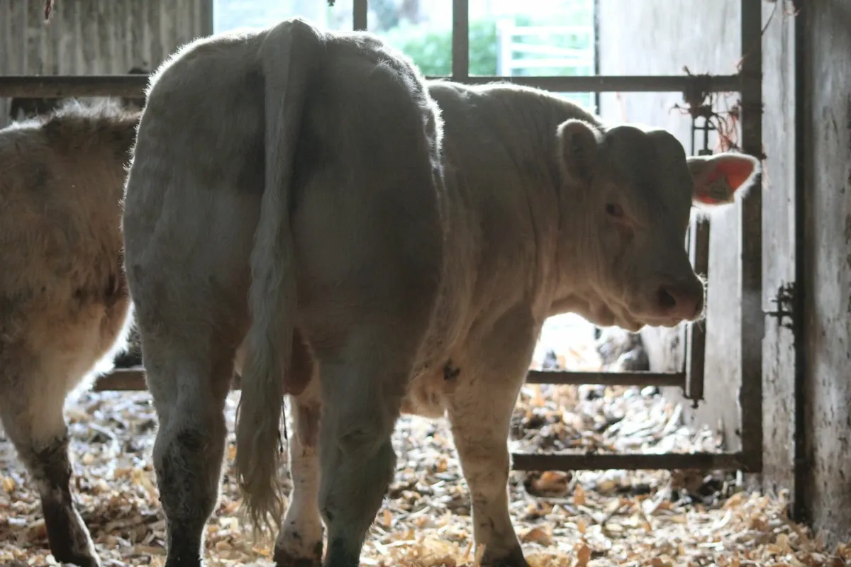 Super lapon bull - Image 1