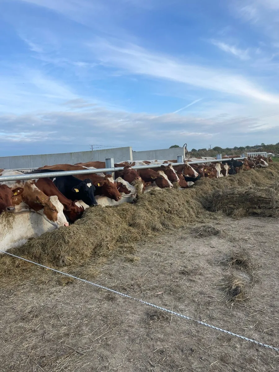 Empty milking cows for sale - Image 3