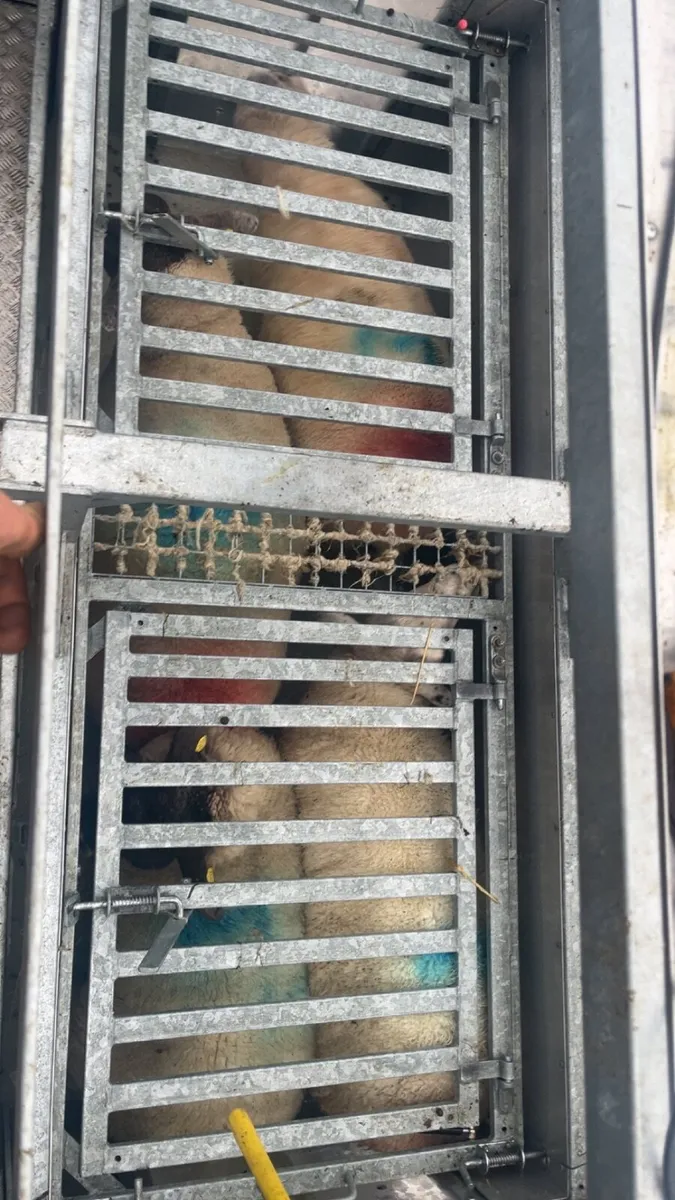 Sheep tub dipping - Image 4