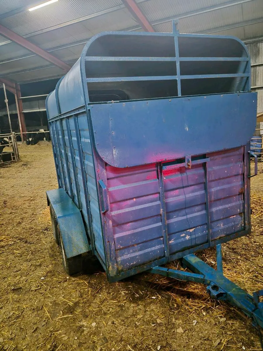 Cow box 8x4 - Image 2