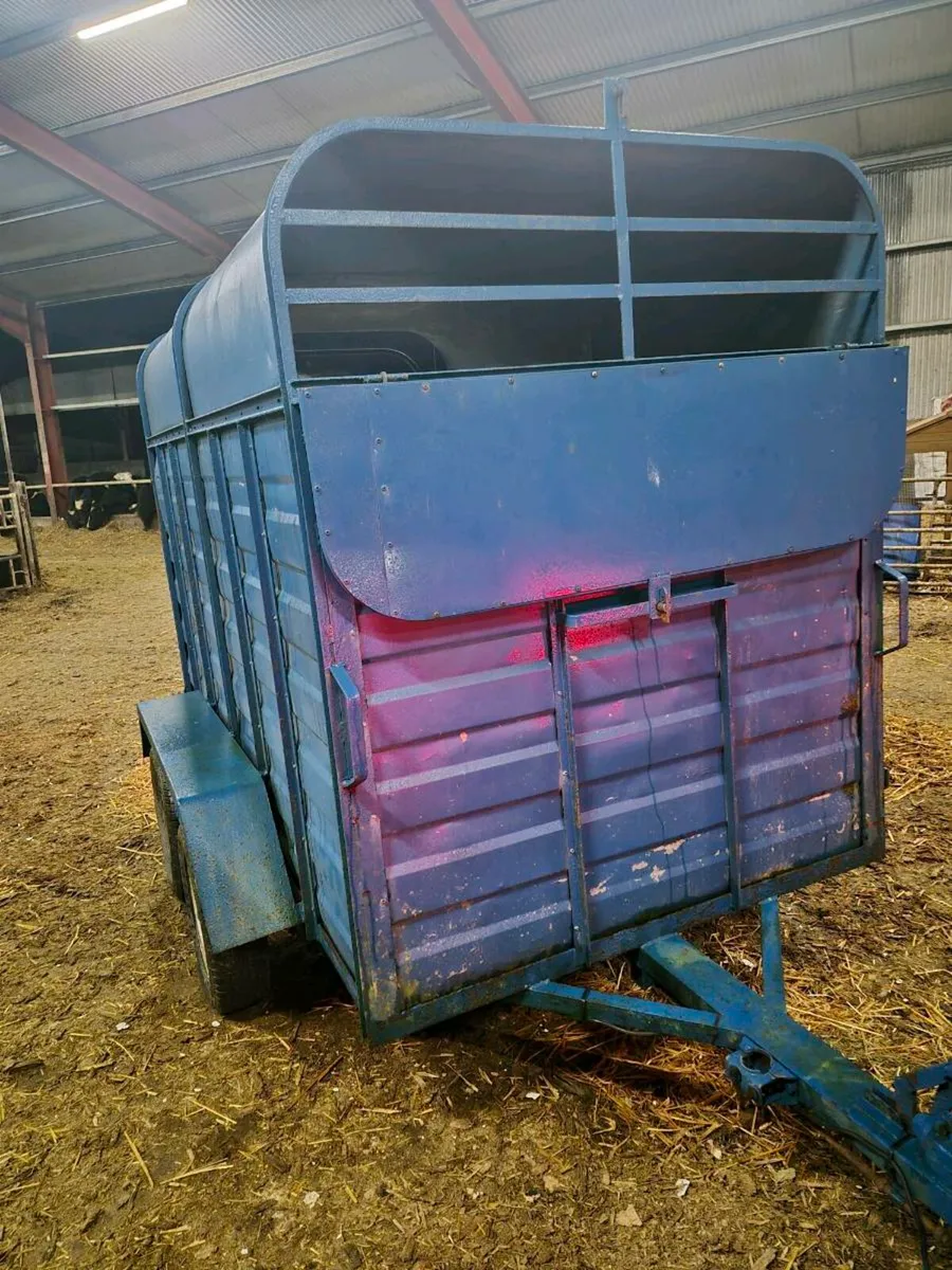 Cow box 8x4 - Image 3