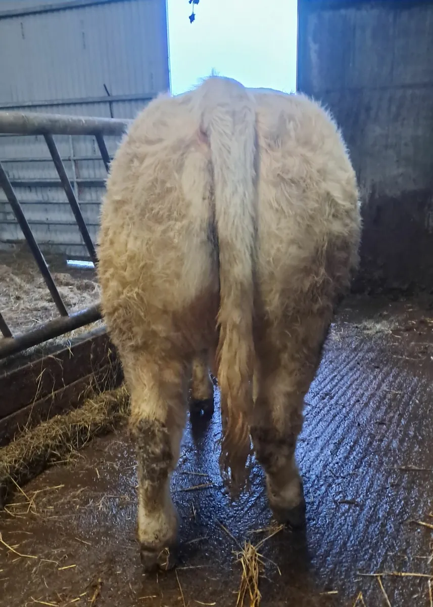 Pedigree Fiston charlaois bull - Image 1