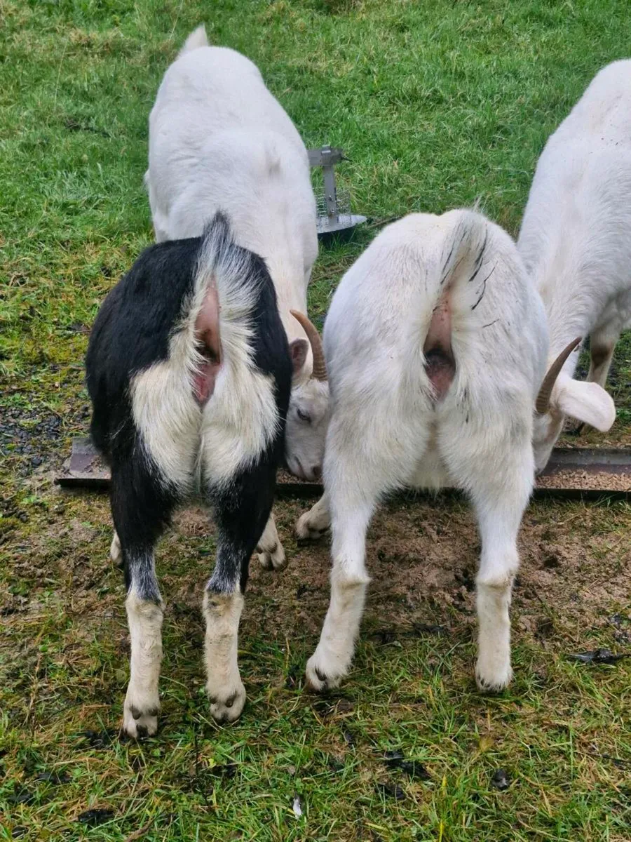 Goats - Image 4