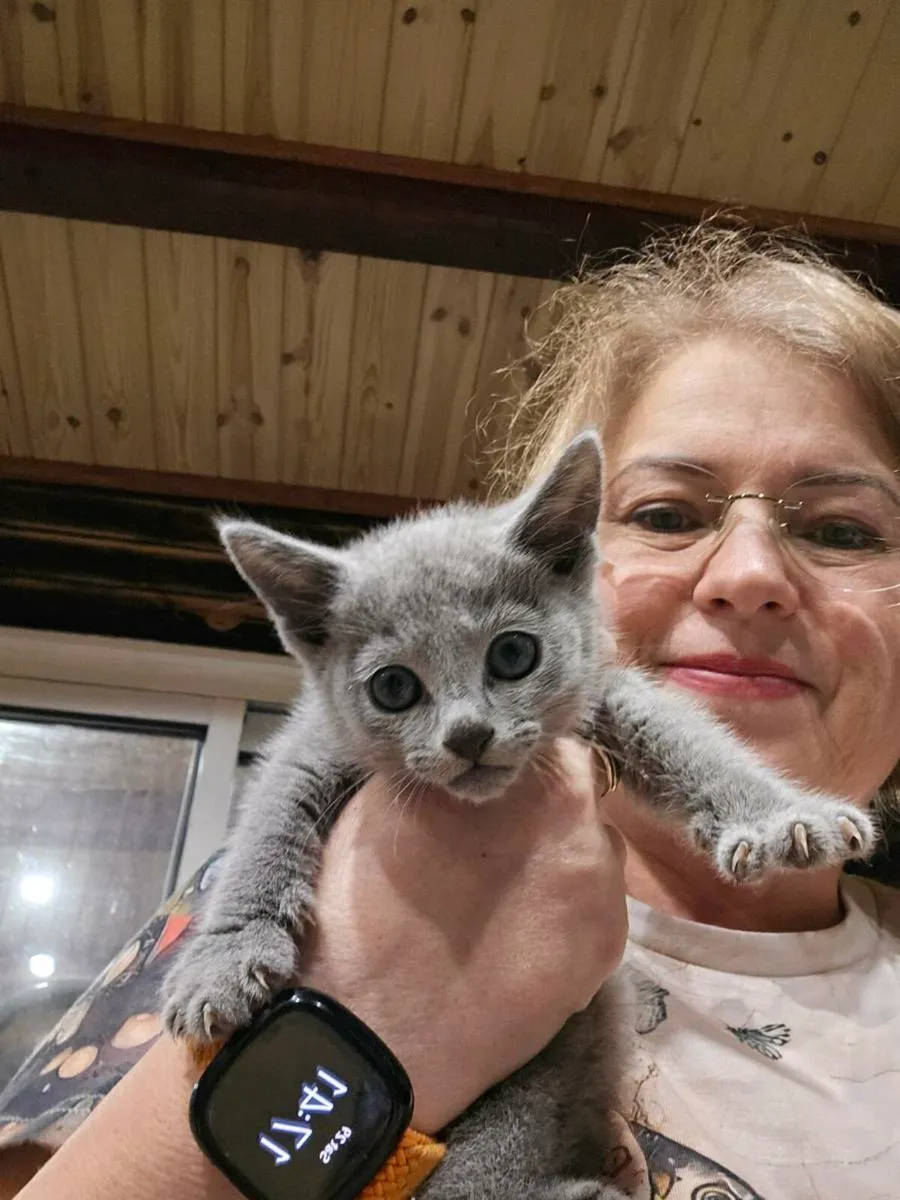 Russian Blue  kittens pedigree and registered TICA - Image 2