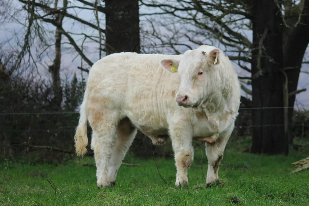 Super lapon bull - Image 2