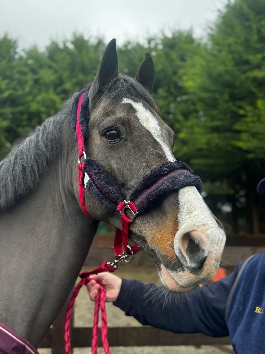 HEADCOLLAR & STRONG LEAD ROPE  FOR €9.99 3 for €20 - Image 1