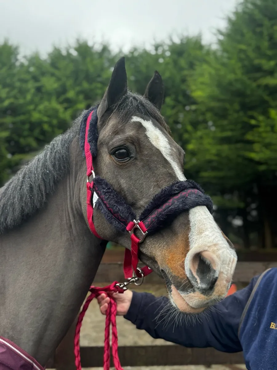 HEADCOLLAR & STRONG LEAD ROPE  FOR €9.99 3 for €20 - Image 2
