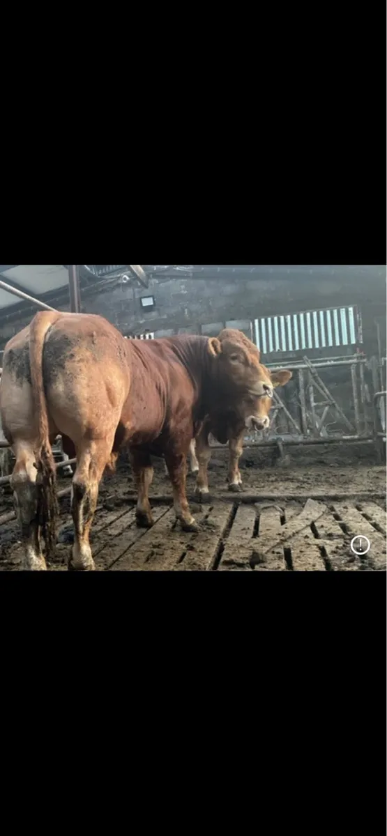 Pbr limousin bulls - Image 2