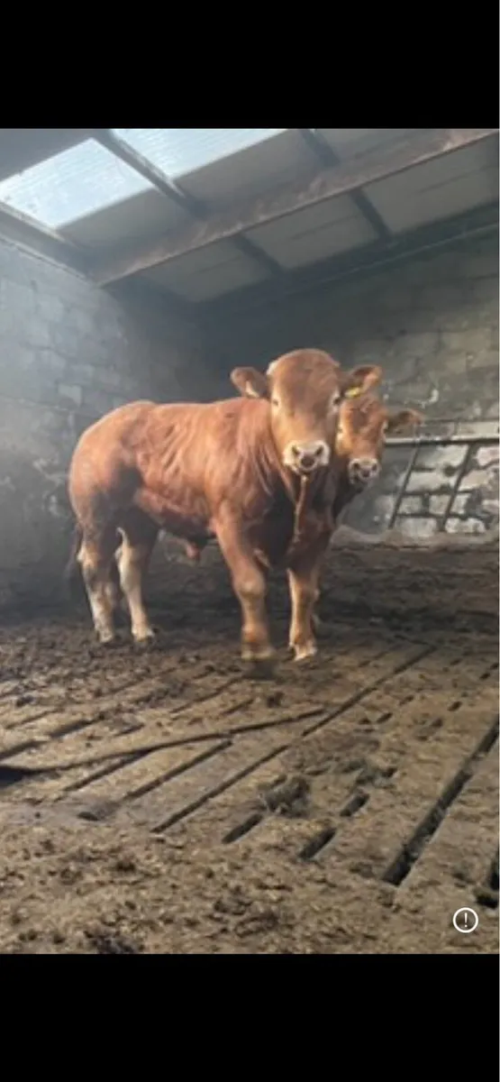 Pbr limousin bulls - Image 1