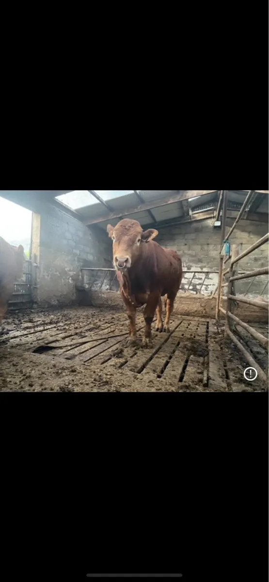 Pbr limousin bulls - Image 3