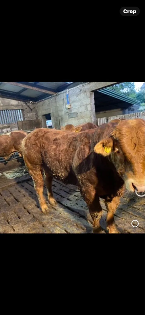 Pbr limousin bulls - Image 4