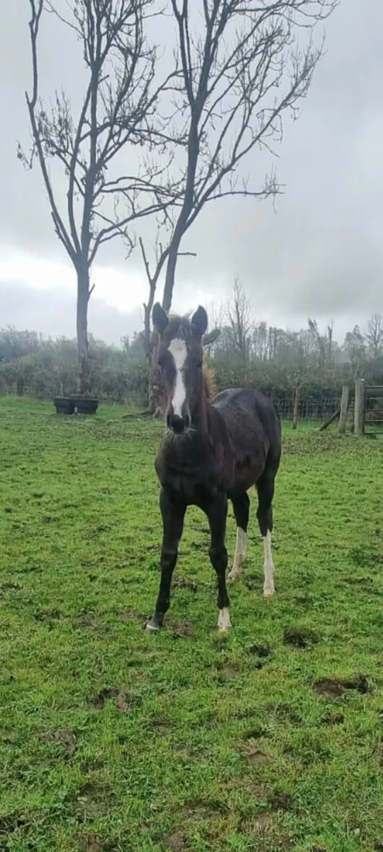 Carneyhaugh Blue Bell x Lamaze filly foal - Image 1