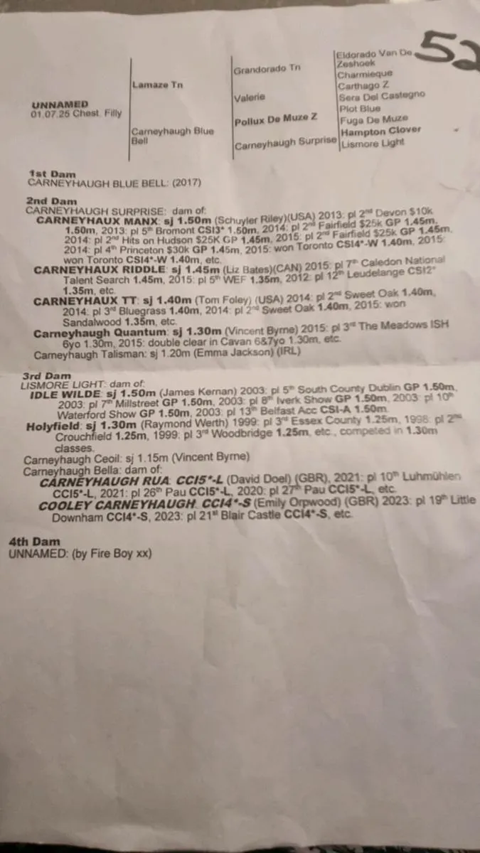 Carneyhaugh Blue Bell x Lamaze filly foal - Image 2