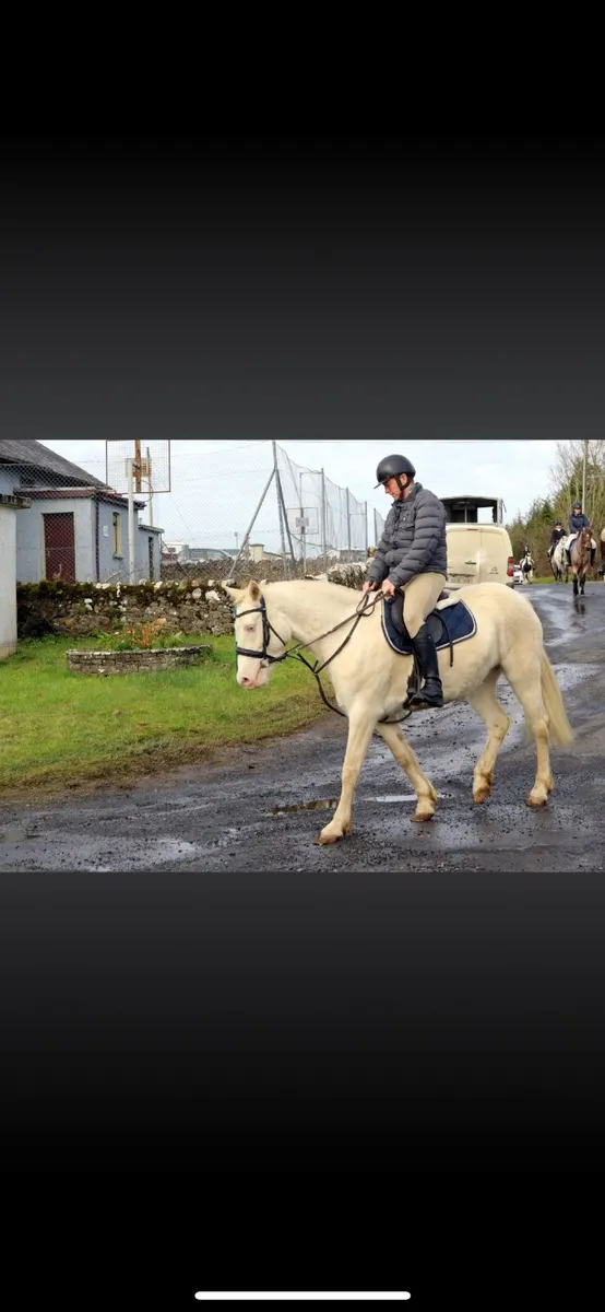 Reg Connemara 148cm - Image 3