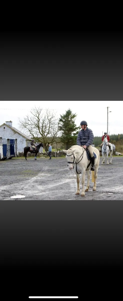 Reg Connemara 148cm - Image 4