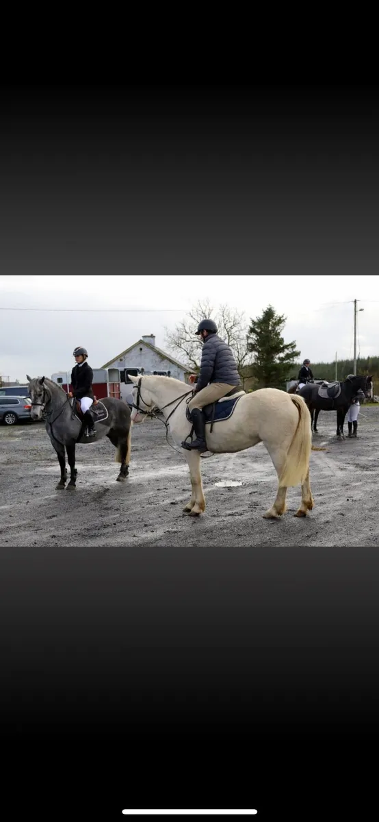 Reg Connemara 148cm - Image 1