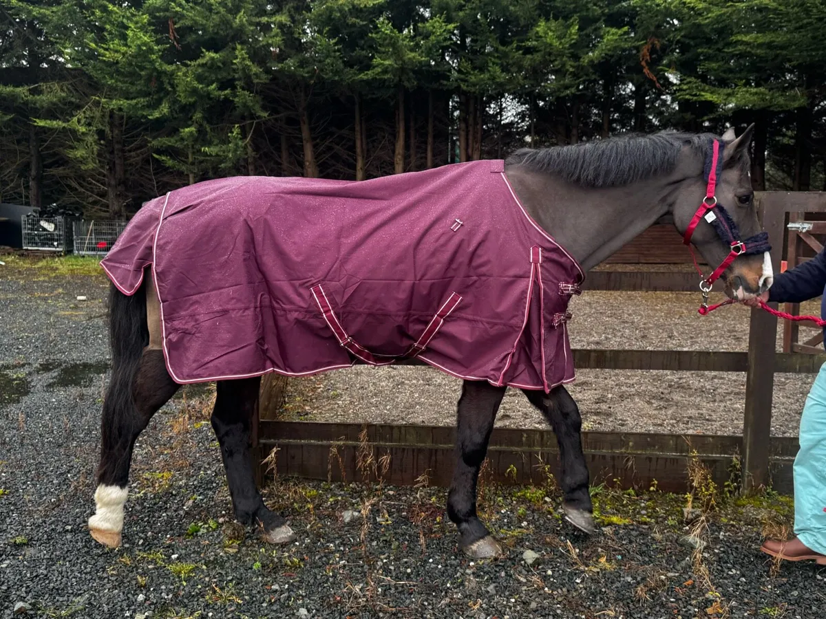 QUALITY TURNOUT RUGS RRP €69’for €29.99 all - Image 1