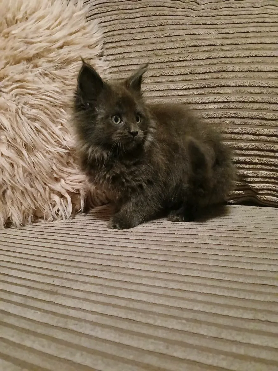 Female Blue Smoke Maine coon kitten - Image 1