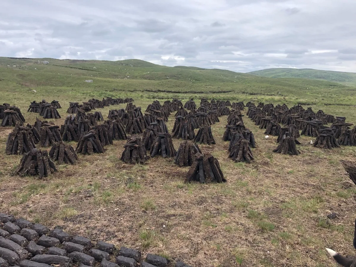 Seasoned hardwood - Image 3