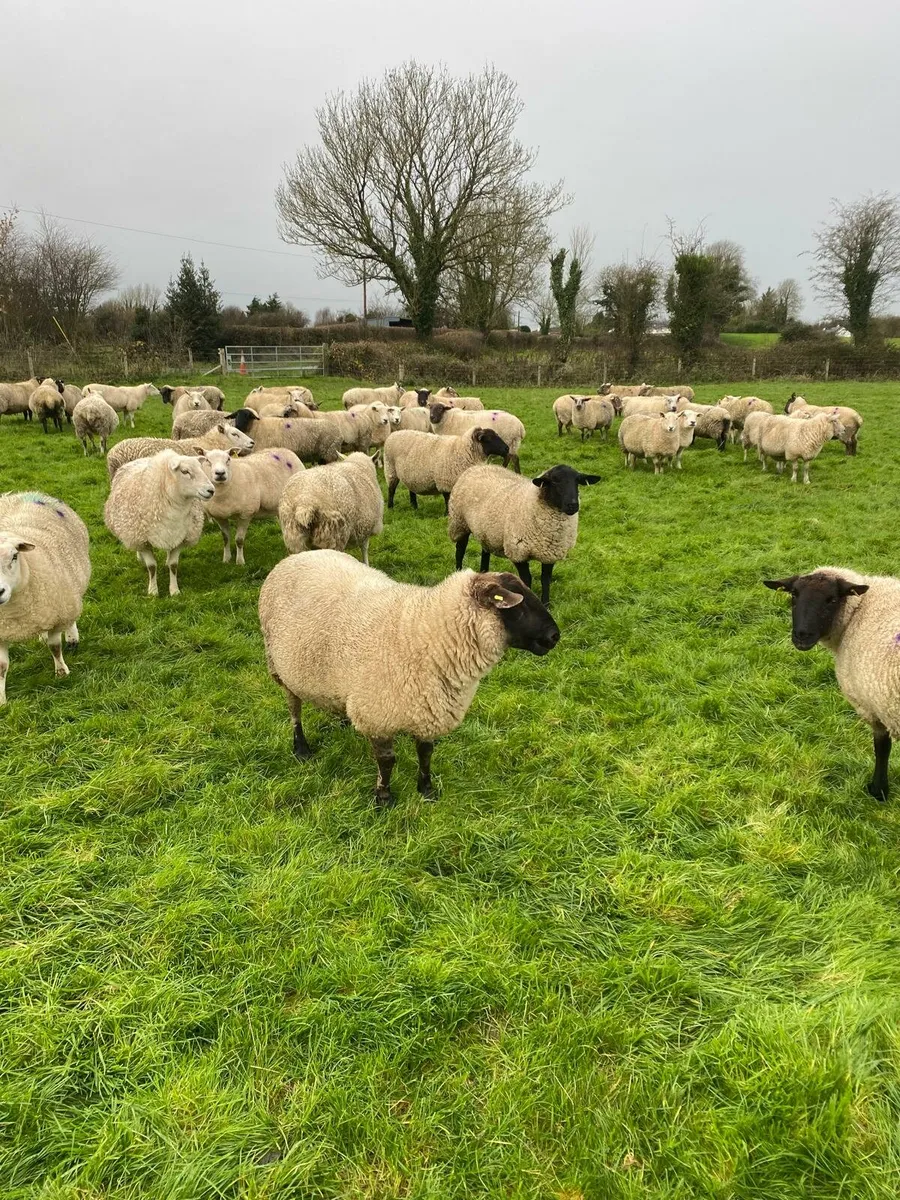 Scanned in lamb ewes - Image 1