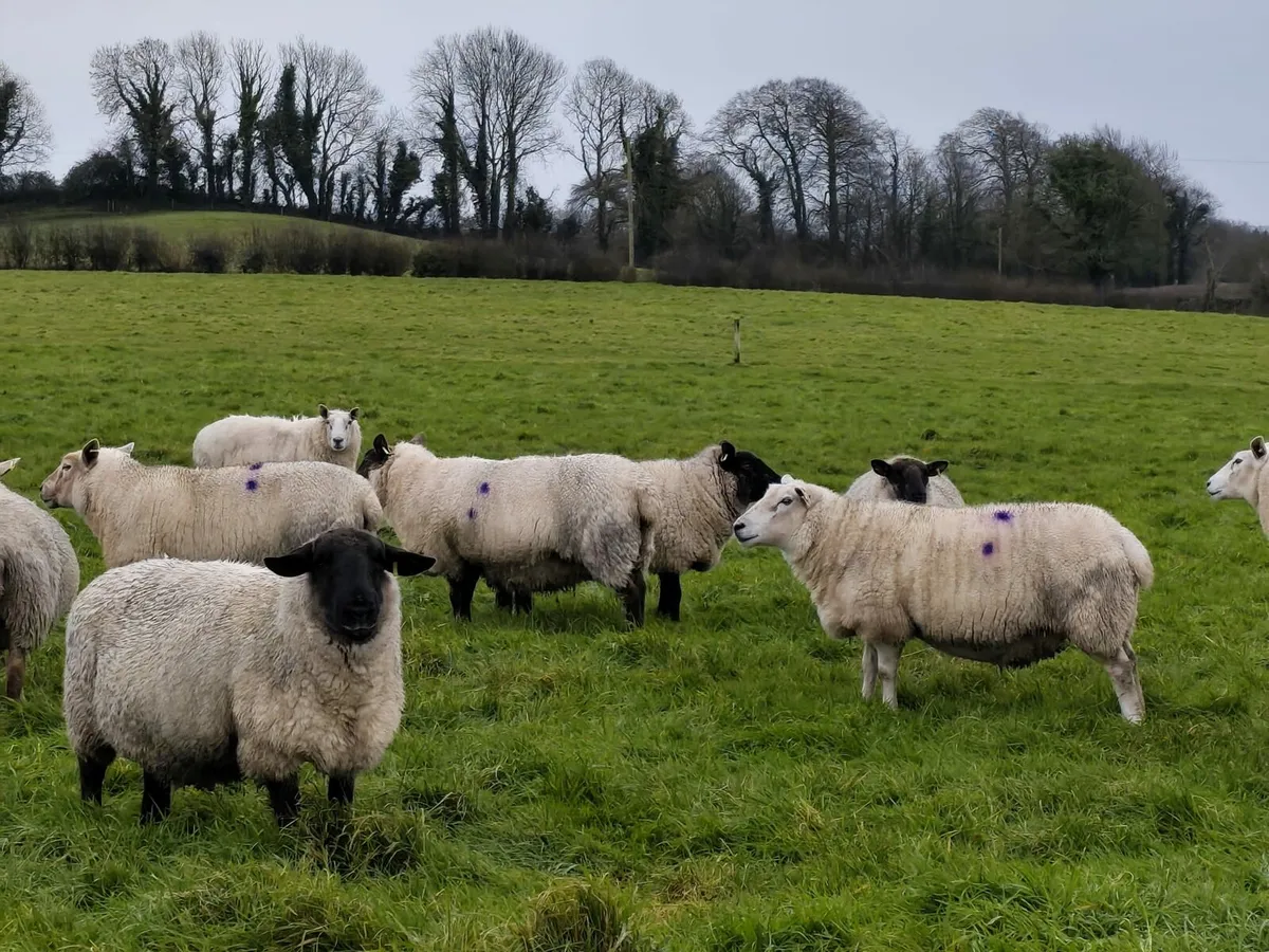 Scanned in lamb ewes - Image 2