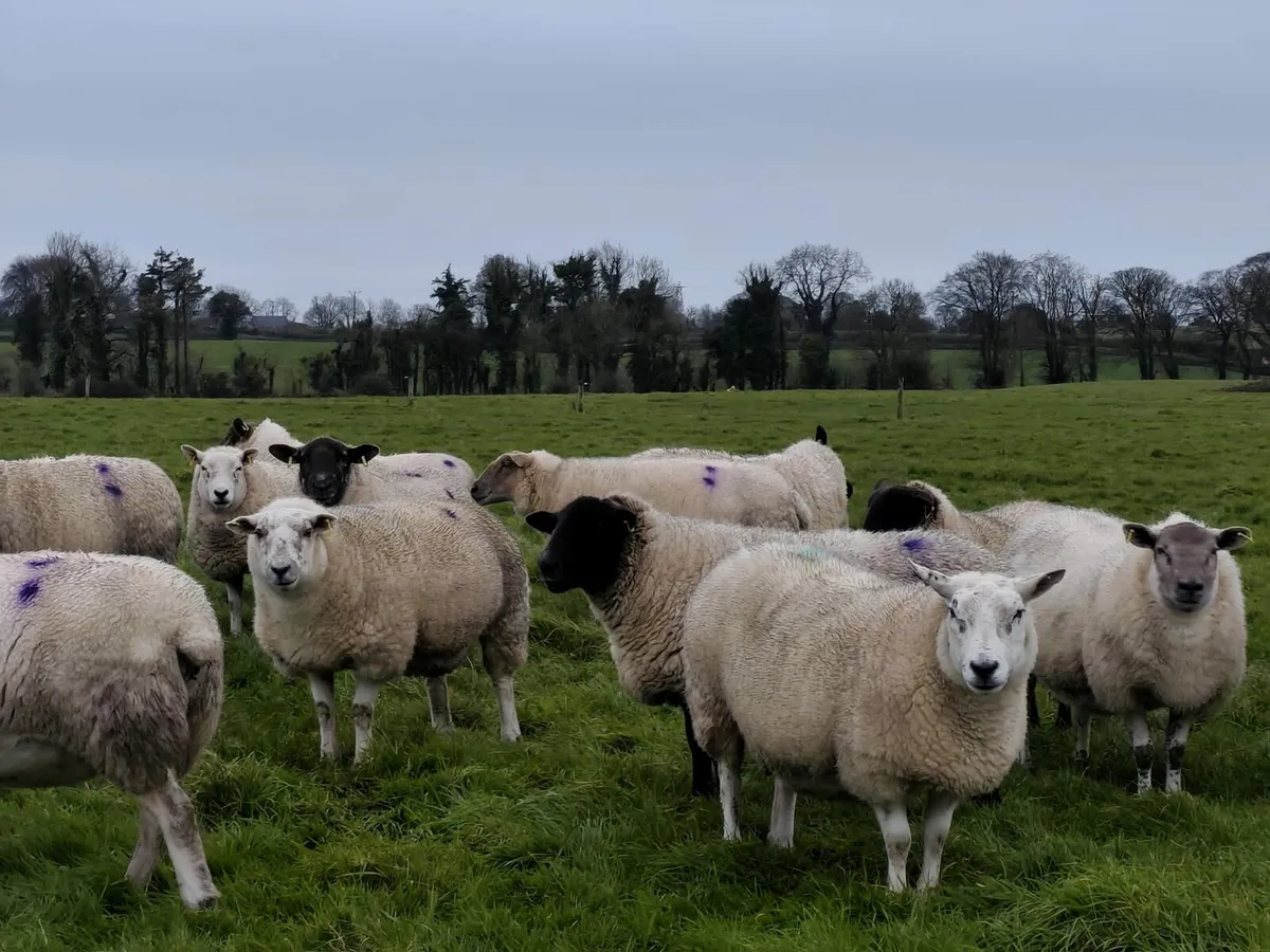 Scanned in lamb ewes - Image 3