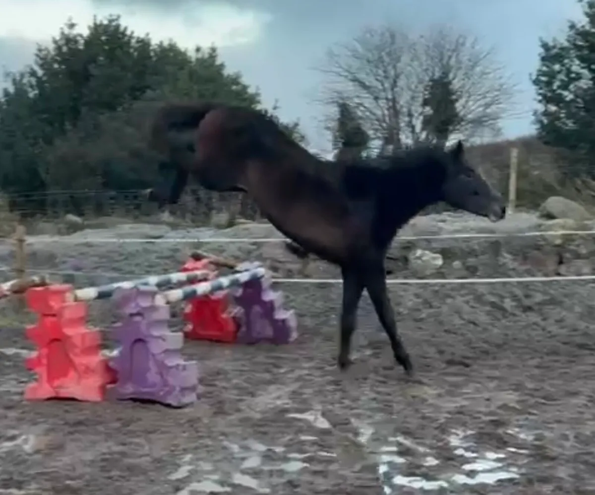 Rising 3 year old - Image 1