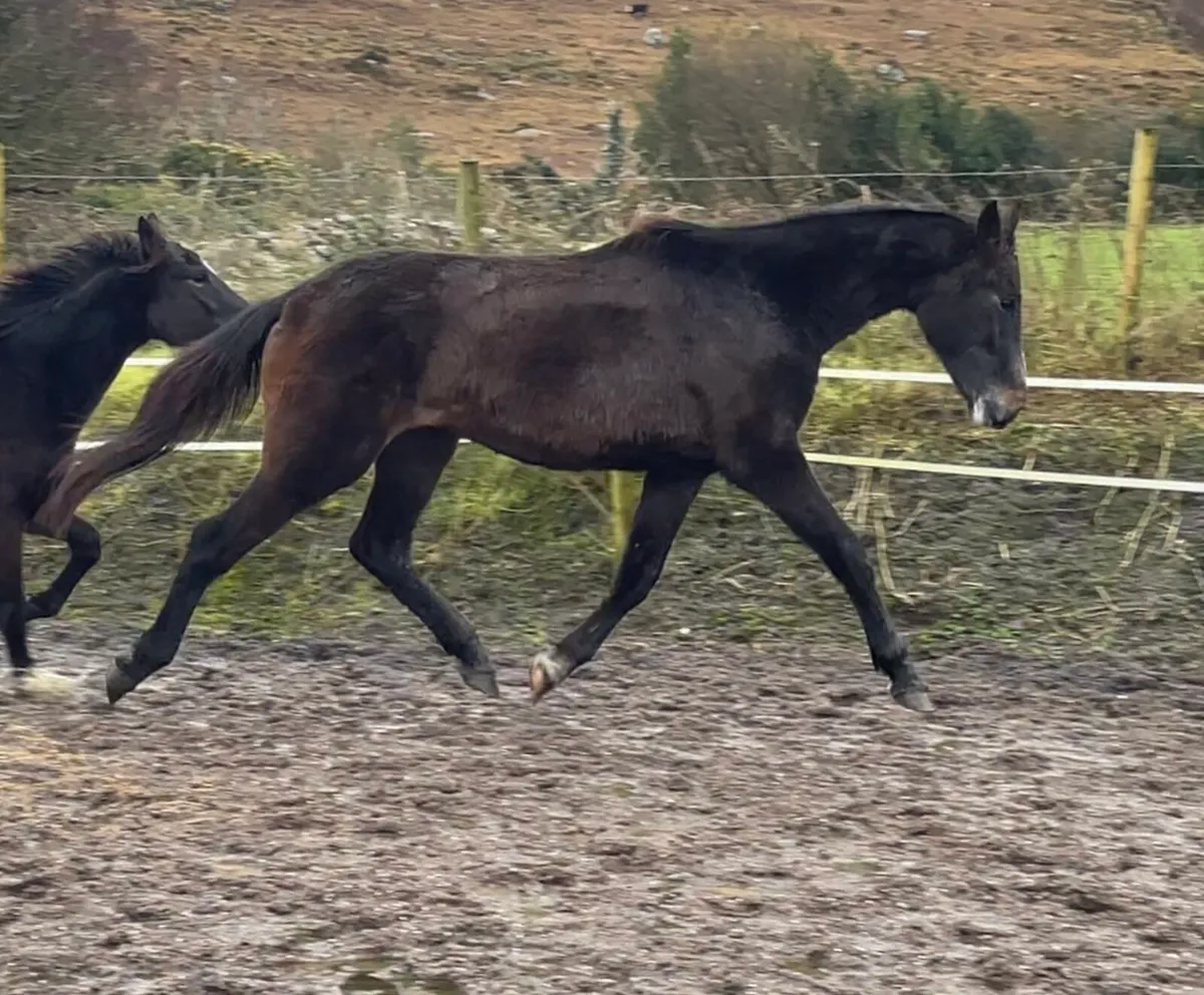 Rising 3 year old - Image 2