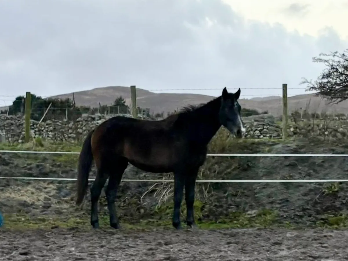 Rising 3 year old - Image 3