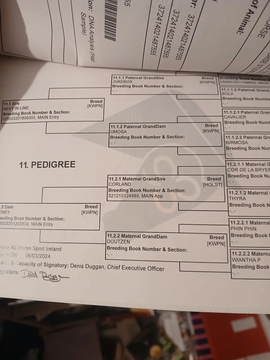 Rising 3 year old - Image 4