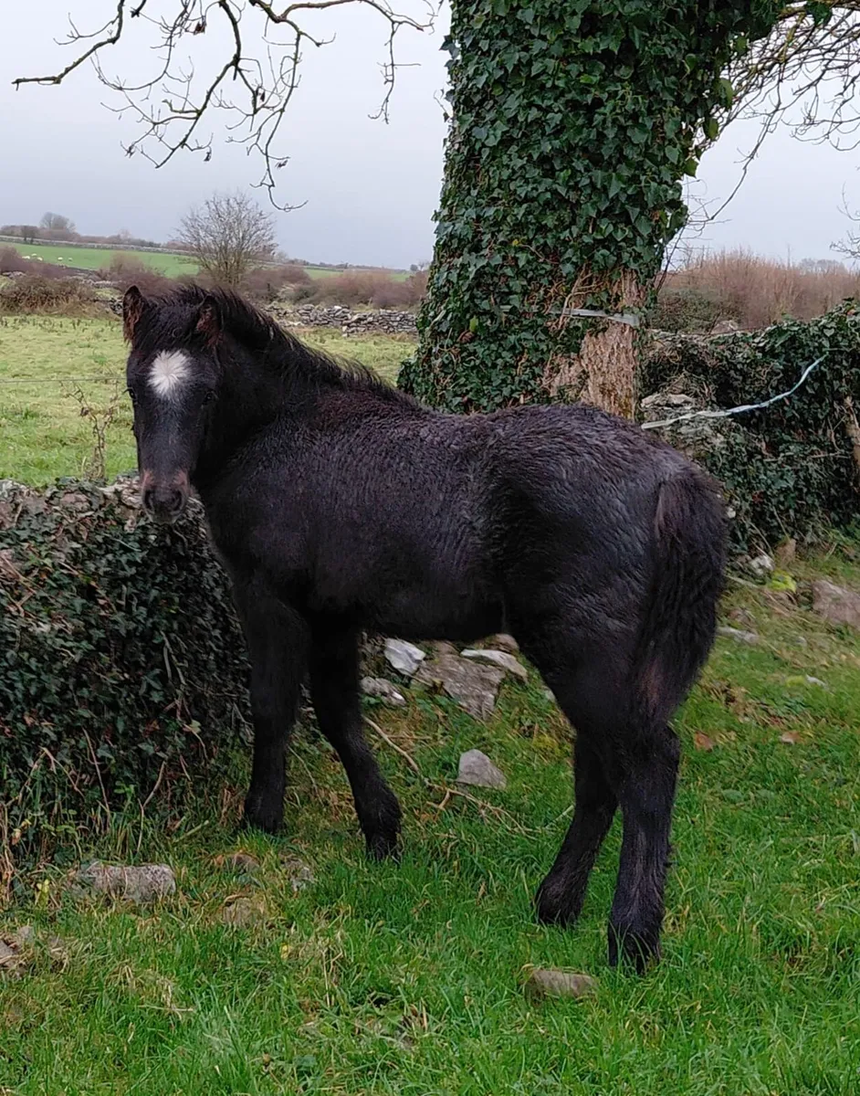 Connemara Colt - Image 1
