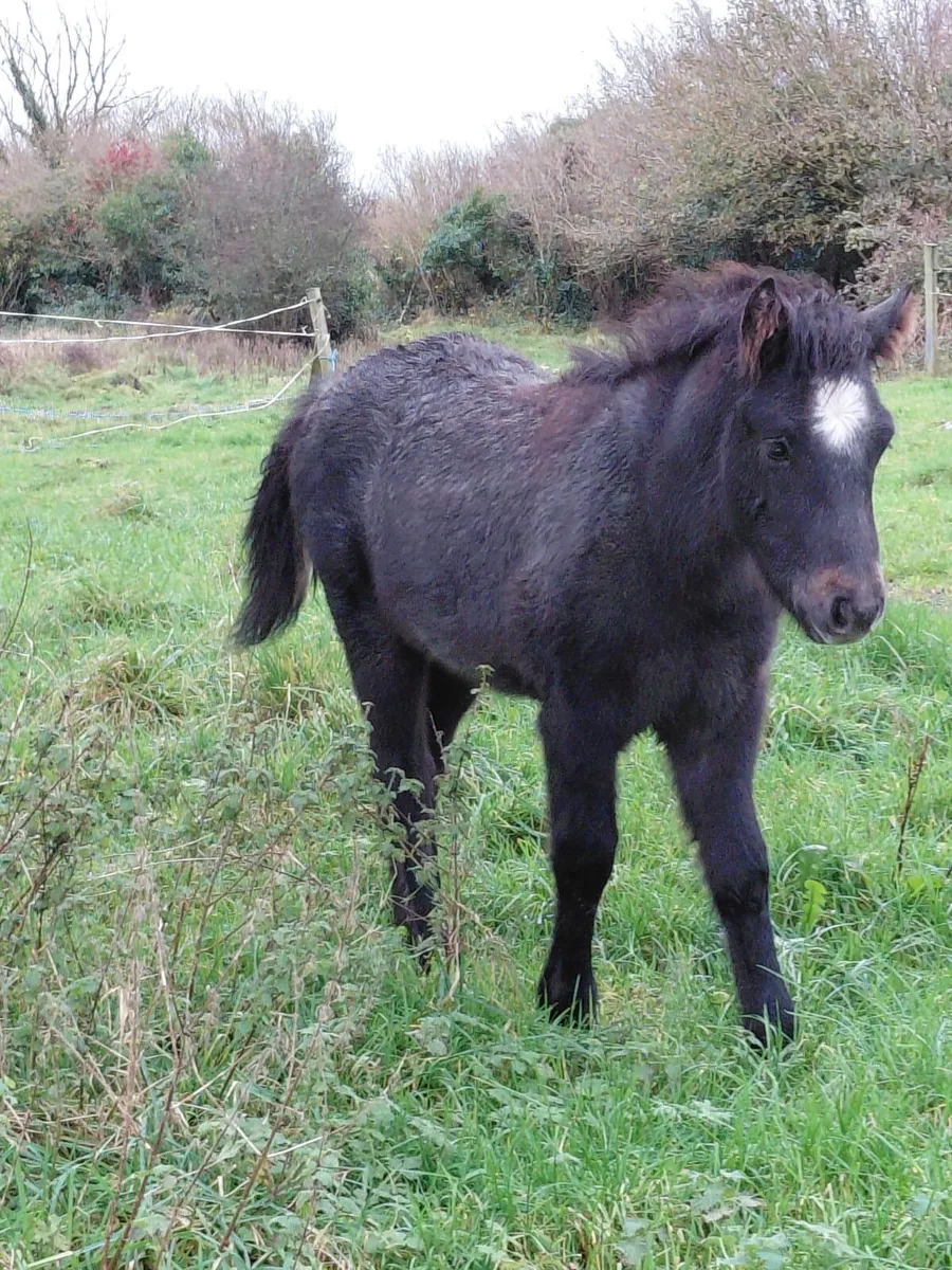 Connemara Colt - Image 2