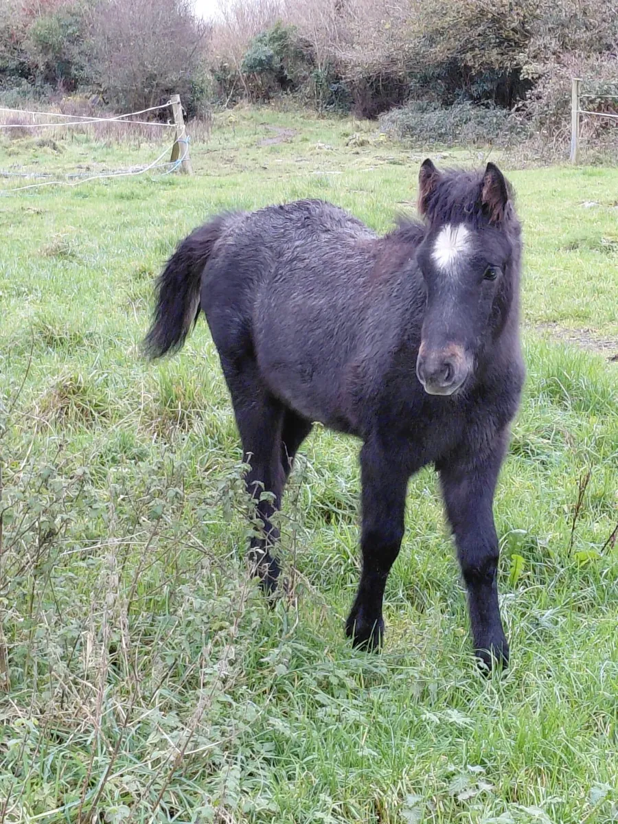 Connemara Colt - Image 3