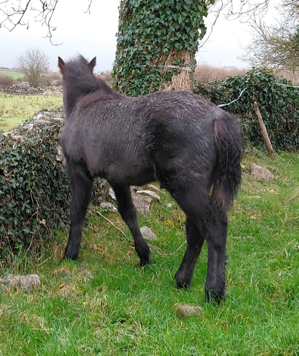 Connemara Colt - Image 4
