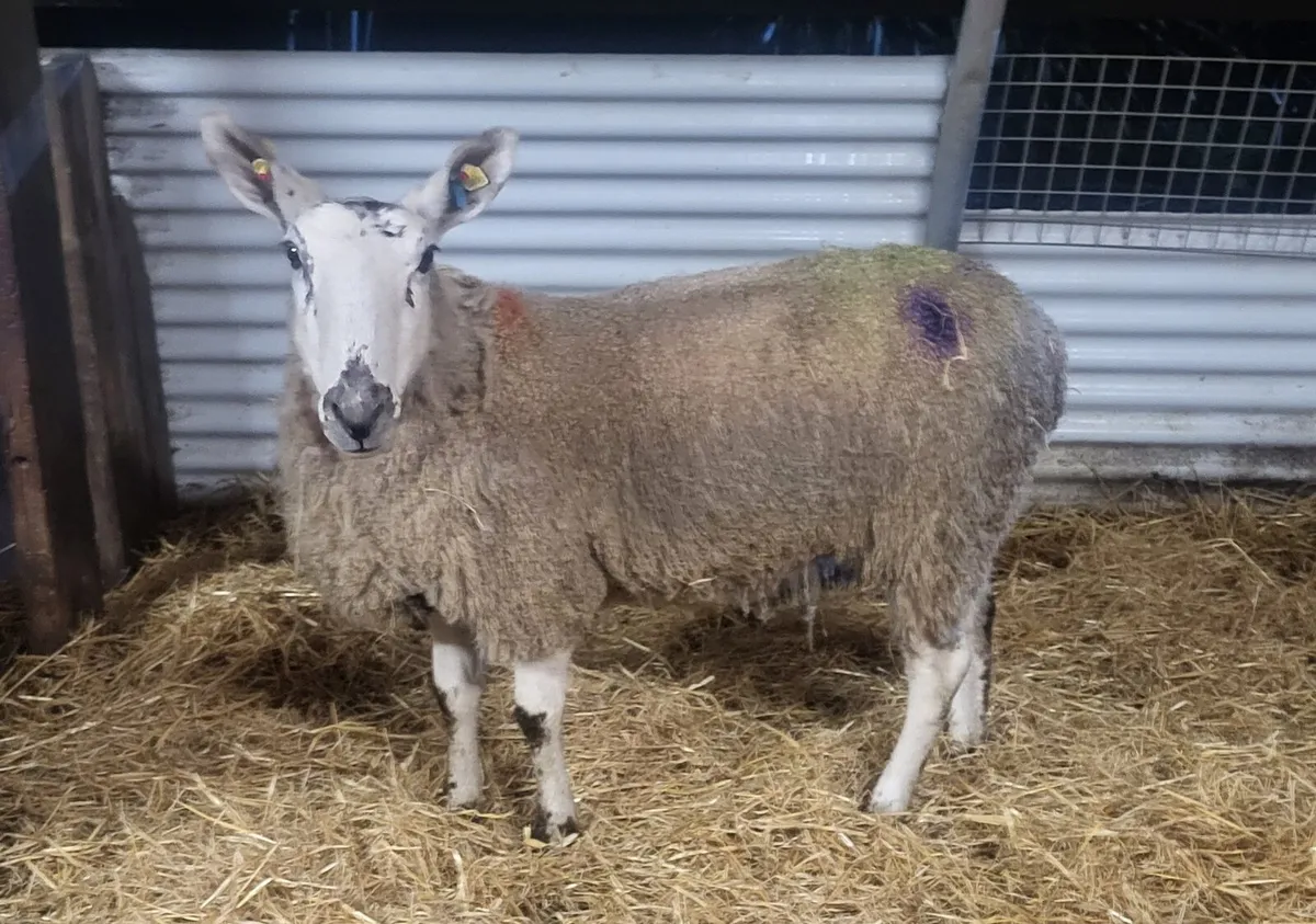 2 INLAMB HOGGETS - Image 3