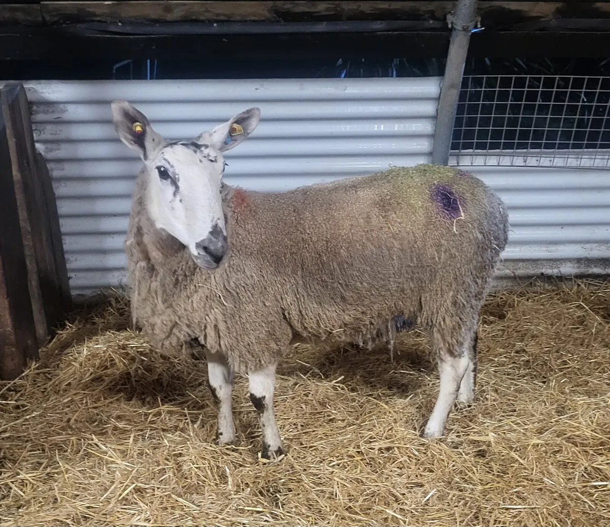 2 INLAMB HOGGETS - Image 2