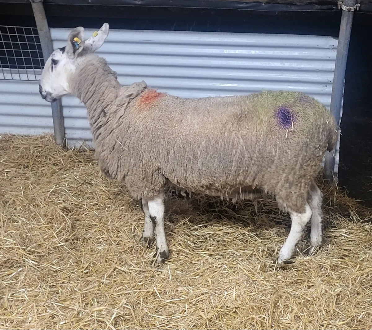 2 INLAMB HOGGETS - Image 4