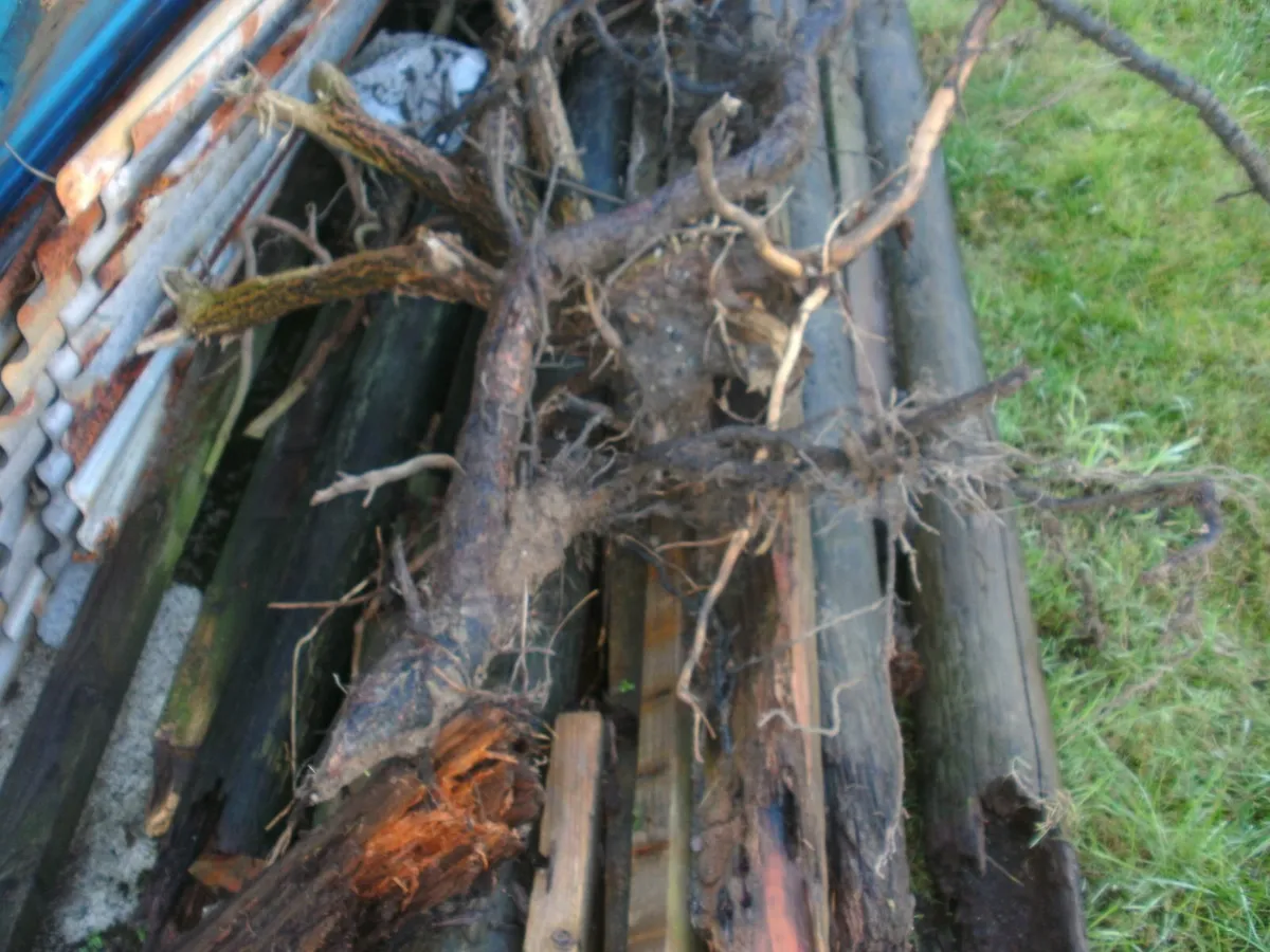 Free timber, firing or corner esb post - Image 4