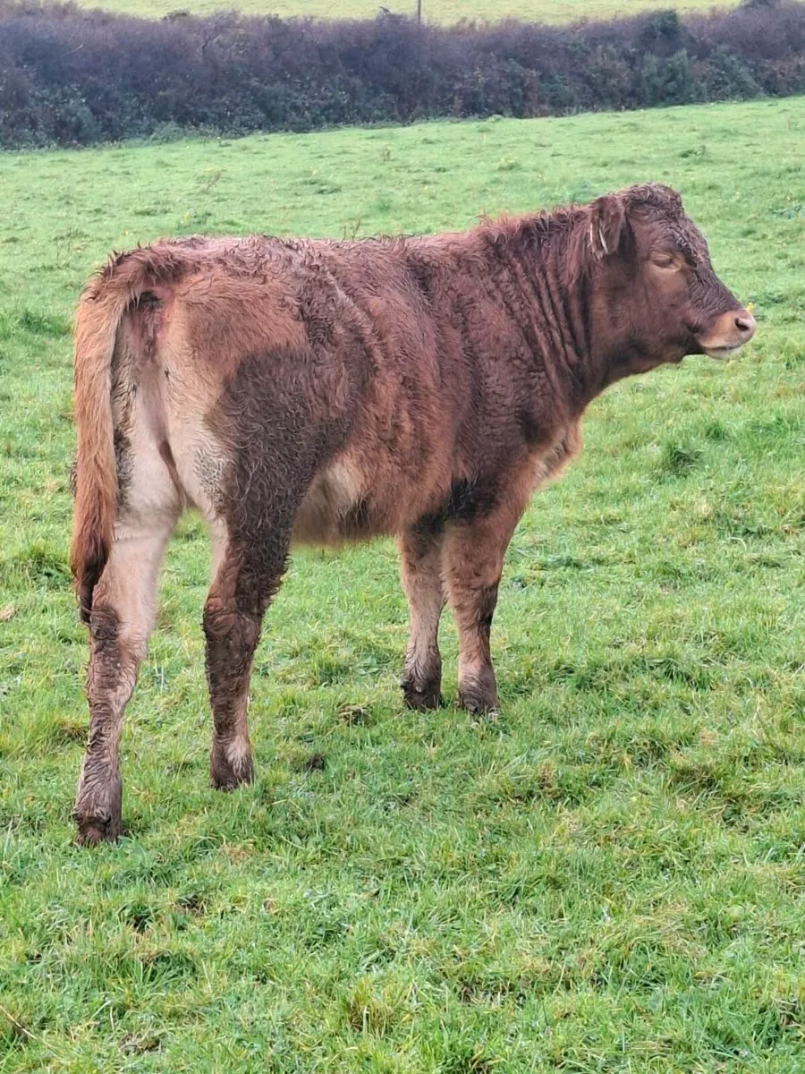 Organic Cow and Calf - Image 2