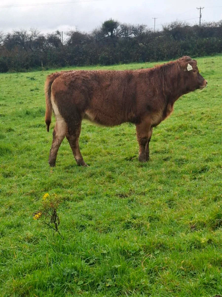 Organic Cow and Calf - Image 3
