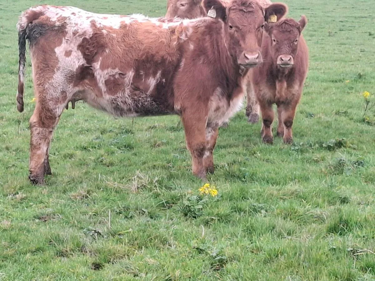 Organic Cow and Calf - Image 4